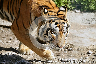 Bengala tiger outdoor portrait walking Stock Photo