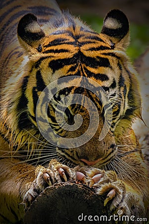 Bengala tiger sharpening nails Stock Photo