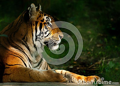 Bengali Tiger Stock Photo