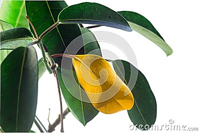 Benjamin ficus green and yellow leaves close up Stock Photo