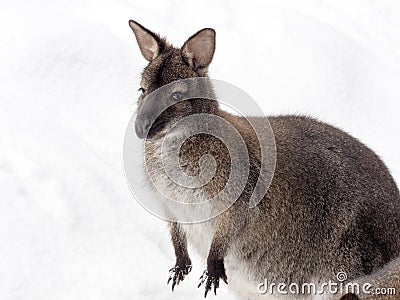 Bennett`s wallaby, Macropus rufogriseus is surprised by snow Stock Photo