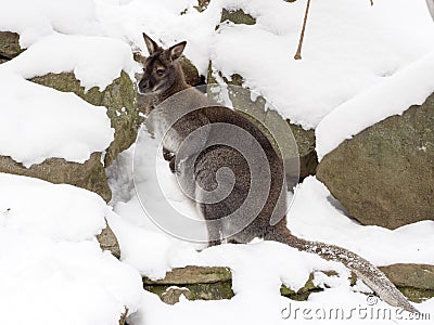 Bennett`s wallaby, Macropus rufogriseus is surprised by snow Stock Photo