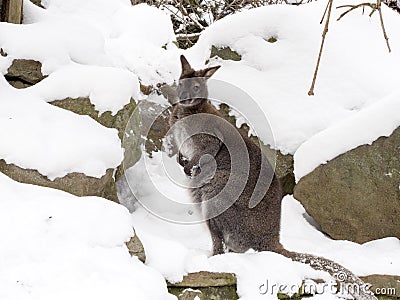 Bennett`s wallaby, Macropus rufogriseus is surprised by snow Stock Photo