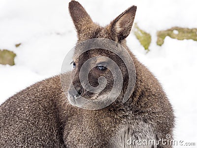 Bennett`s wallaby, Macropus rufogriseus is surprised by snow Stock Photo