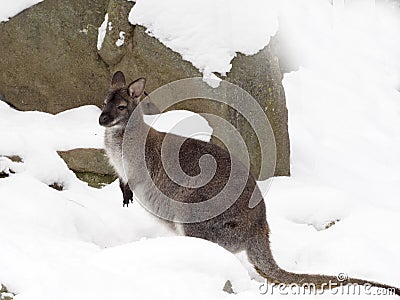 Bennett`s wallaby, Macropus rufogriseus is surprised by snow Stock Photo