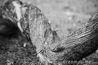 Bent monochrome tree trunk is close, soft focus Stock Photo