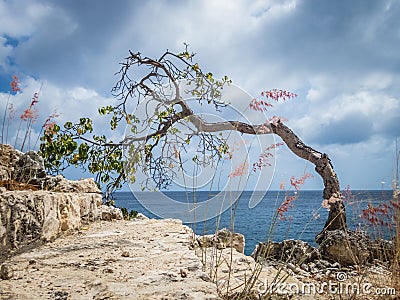 Bent over Windswept Tree - Curacao Views Stock Photo