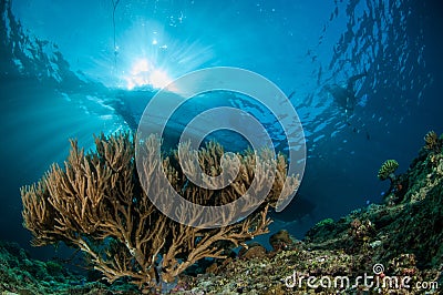 Bent sea rod in Gorontalo, Indonesia. Stock Photo