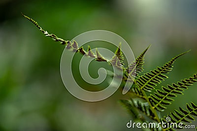 Bent sprout of a fern photo for the background. Stock Photo