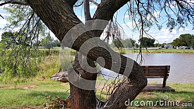 Face on the tree Editorial Stock Photo