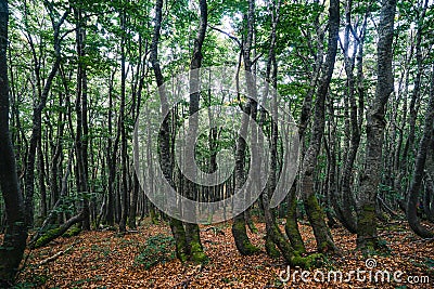 Bent trees in a mystery forest Stock Photo