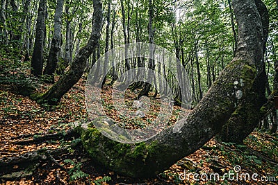 Bent trees in a mystery forest Stock Photo