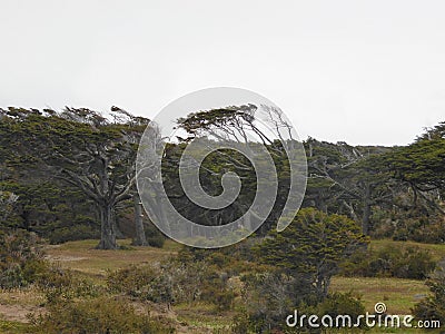 Bent trees Stock Photo