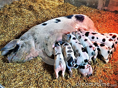 Bentheim Black Pied pig lactating piglets in the barn Stock Photo