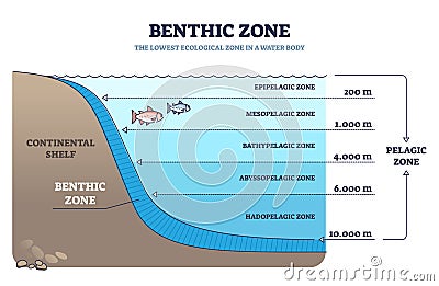 Benthic zone in ocean as lowest and deepest ecological zone outline diagram Vector Illustration