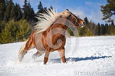 Brown horse free on the snow Stock Photo
