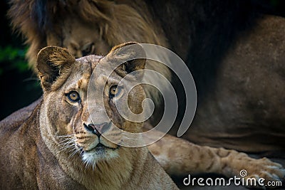 Berber lion portrait in nature park Stock Photo
