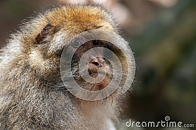 Berber Monkey Stock Photo