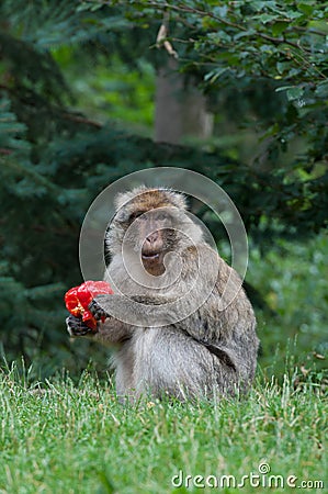 Berber Monkey Stock Photo