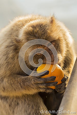 A berber Monkey Stock Photo