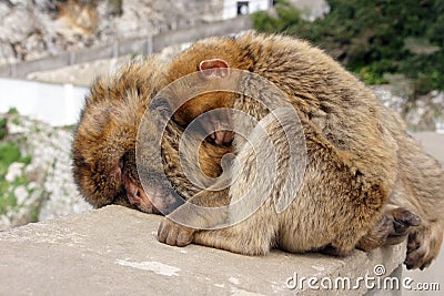 Berber monkey mother and baby Stock Photo
