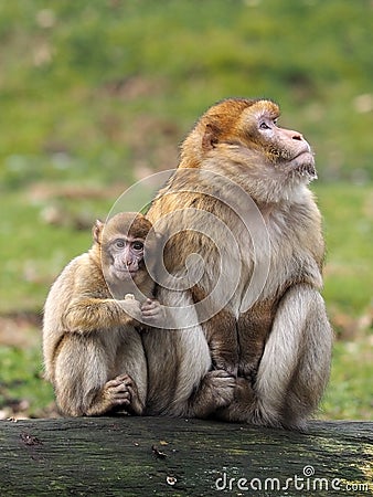 Berber monkey mother and child Stock Photo