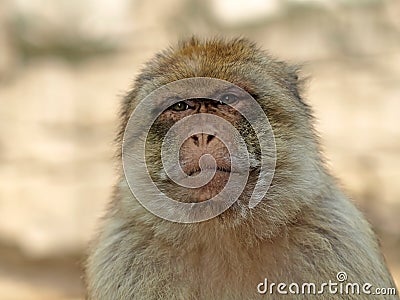 Berber monkey Stock Photo