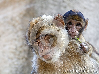 Berber monkey Stock Photo