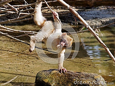 Berber monkey Stock Photo