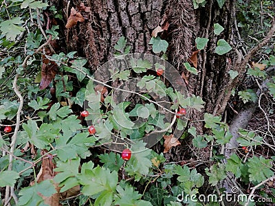 Berberidaceae tree with nature light and close up Stock Photo