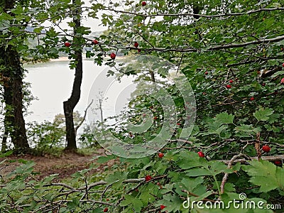 Berberidaceae tree with nature light and close up Stock Photo