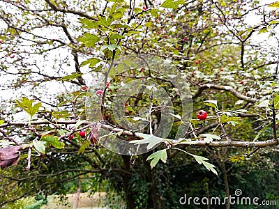 Berberidaceae tree with nature light and close up Stock Photo