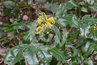 Berberis aquifolium, Arboretum, Thetford Forest, Norfolk, England, UK Stock Photo