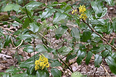 Berberis aquifolium, Arboretum, Thetford Forest, Norfolk, England, UK Stock Photo