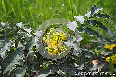 Berberis aquifolium, Oregon grape or holly-leaved barberry, flowering plant in family Berberidaceae, evergreen shrub Stock Photo