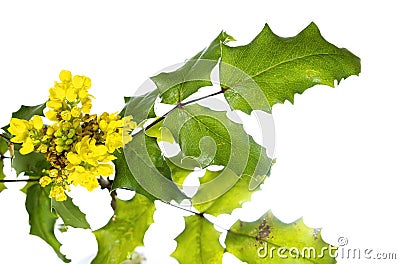 Berberis aquifolium pursh with yellow flowers. Stock Photo