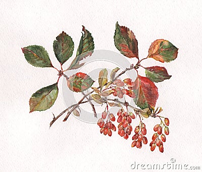 Berberis vulgaris hand painted watercolor Stock Photo