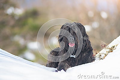 Bergamo Shepherd crossbreed dog. In the snow in the mountains Stock Photo