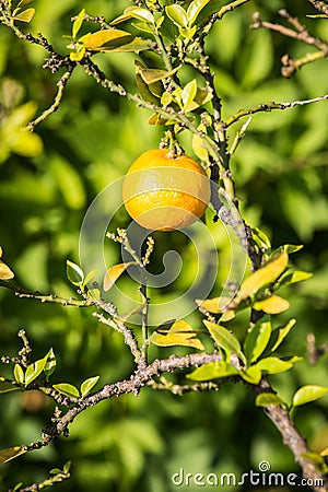 Bergamot fruit Stock Photo