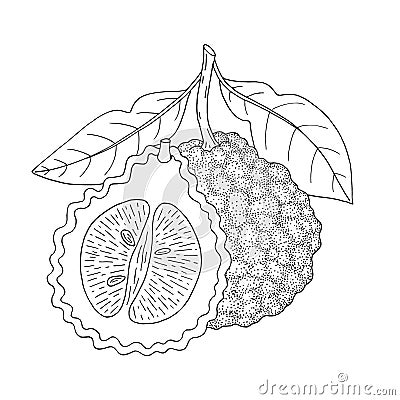 Bergamot, Kaffir lime citrus fruit, leaves. Vintage sketch illustration. Vector Illustration