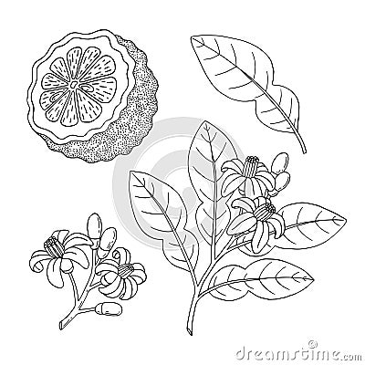 Bergamot, Kaffir lime citrus fruit, leaves, flower. Engraved vintage sketch illustration. Hand drawn vector outline Vector Illustration
