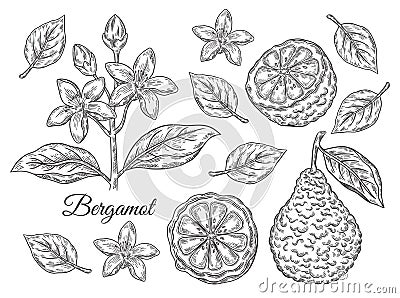 Bergamot, kaffir lime citrus fruit, tropical green lemon, branch with flower, leaves botanical sketch Stock Photo