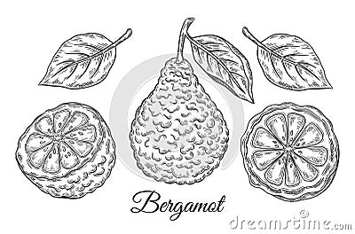 Bergamot, kaffir lime citrus juicy exotic fruit. Tropical green lemon botanical outline sketch. Vintage engraving. Vector drawing Vector Illustration