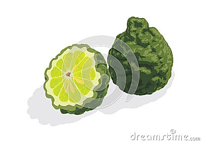 Bergamot Vector Illustration