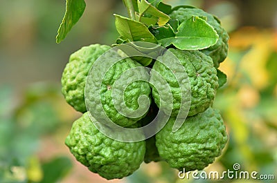 Bergamot (Kaffir Lime) fruits. Stock Photo