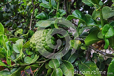 Bergamot Stock Photo