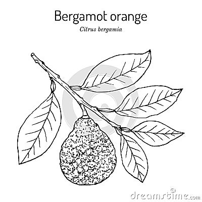 Bergamot orange Citrus bergamia . Vector illustration Vector Illustration