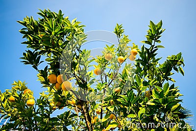 Bergamot plant and fruits Stock Photo