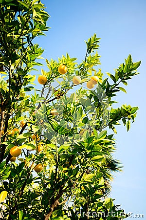 Bergamot plant and fruits Stock Photo