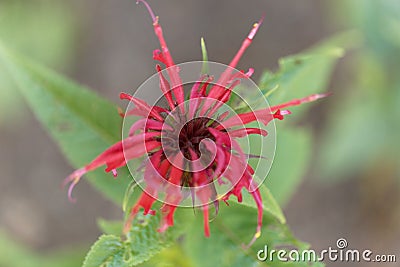 Bergamot plant, Monarda didyma Stock Photo